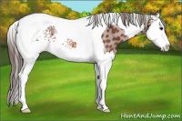 Horse Color:White Spotted Bay Splash Tobiano Appaloosa 