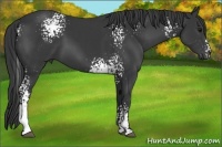Horse Color:White Spotted Black 