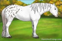 Horse Color:Grullo Appaloosa