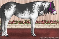 Horse Color:White Spotted Smoky Black