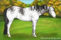 Horse Color:White Spotted Grullo