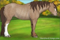 Horse Color:Classic Champagne Rabicano 
