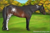 Horse Color:White Spotted Brown 
