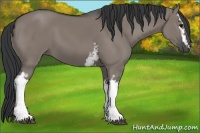 Horse Color:White Spotted Grullo