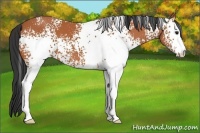 Horse Color:White Spotted Bay 