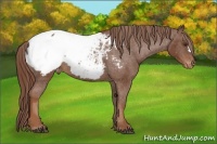 Horse Color:Chestnut Snowcap 