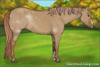 Horse Color:Red Dun Sabino Rabicano