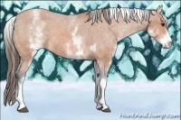 Horse Color:White Spotted Bay Tobiano Appaloosa