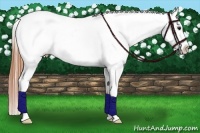 Horse Color:Bay Dun Blanket 