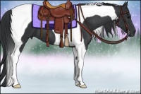 Horse Color:Black Tobiano 