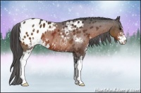 Horse Color:Bay Sabino Appaloosa