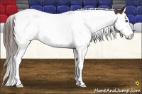 Horse Color:Liver Chestnut Splash Tobiano 