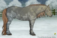 Horse Color:Liver Chestnut Ice Rabicano