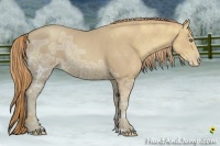 Horse Color:Gold Champagne Ice Rabicano