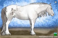 Horse Color:Grullo Sabino Tobiano Appaloosa 