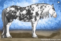 Horse Color:Black Sabino