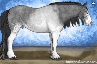 Horse Color:White Spotted Blue Roan 