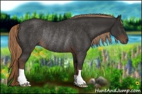 Horse Color:Liver Chestnut Rabicano