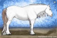 Horse Color:Black Sabino Tobiano Appaloosa 