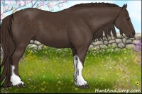 Horse Color:Liver Chestnut Tobiano