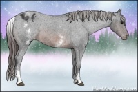 Horse Color:White Spotted Brown Varnish Rabicano 