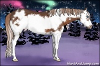 Horse Color:White Spotted Liver Chestnut Splash Frame 
