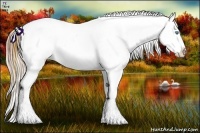 Horse Color:Plaid  Buckskin Pearl Sabino Appaloosa 