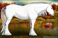 Horse Color:Plaid Buckskin Sabino Appaloosa