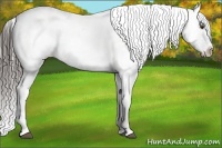 Horse Color:White Spotted Liver Chestnut Splash Appaloosa 