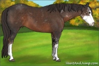 Horse Color:Liver Chestnut Sabino