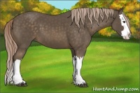 Horse Color:Chocolate Palomino Splash 