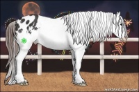 Horse Color:Brown Splash Appaloosa 