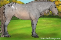Horse Color:Buckskin Appaloosa 