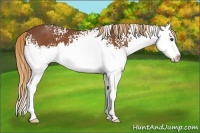Horse Color:White Spotted Chestnut Splash