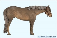 Horse Color:Chocolate Palomino Sabino 