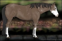 Horse Color:Buckskin Sabino