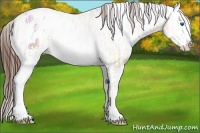 Horse Color:White Spotted Amber Champagne Ice Splash Appaloosa Rabicano 