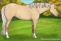 Horse Color:Silver Classic Champagne Dun