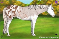 Horse Color:Chestnut Sabino Splash Appaloosa Rabicano