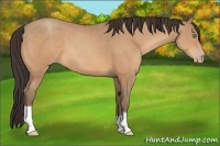 Horse Color:Amber Champagne 