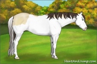 Horse Color:Amber Champagne Dun Splash