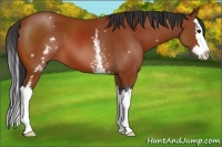 Horse Color:White Spotted Bay Splash 