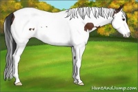 Horse Color:Bay Splash Tobiano