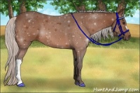 Horse Color:Silver Bay