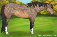Horse Color:Buckskin Ice 