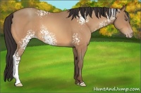Horse Color:White Spotted Amber Champagne 