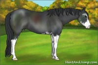 Horse Color:Black Sabino