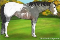 Horse Color:Brown Ice Splash Appaloosa