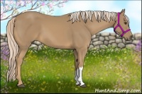 Horse Color:Palomino 