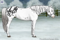 Horse Color:Black Appaloosa